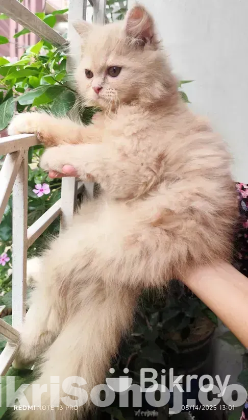 Persian male kitten
